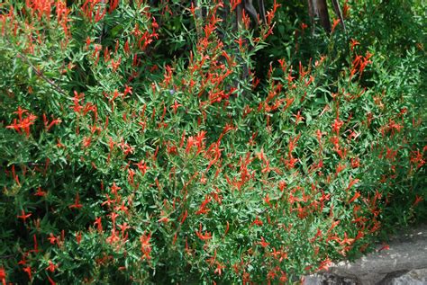 flame acanthus plants.